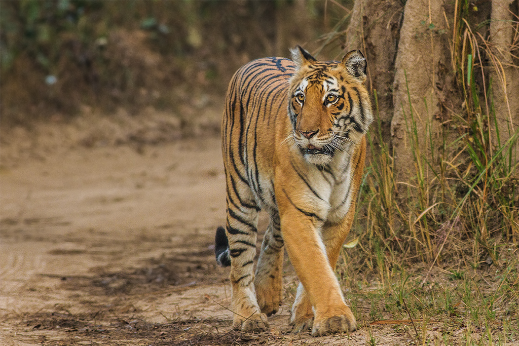 Jim Corbett National Park Package